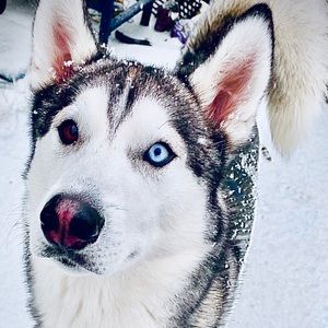 Meet your Posher, Sydney